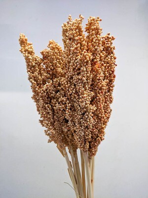 Hirse, Indiakorn, Sorghum / Natur