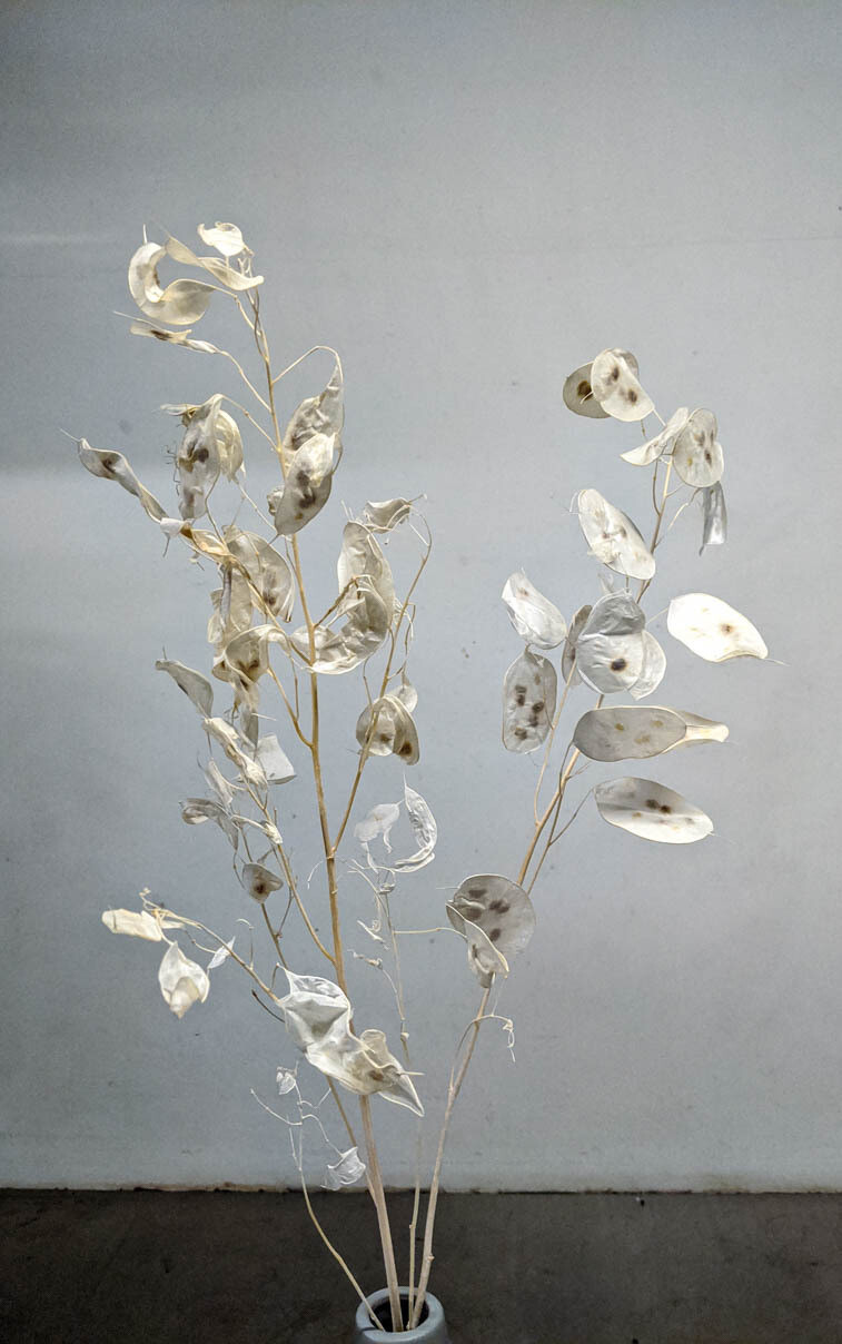 Lunaria, Silberlinge, Silberbatzen Natur