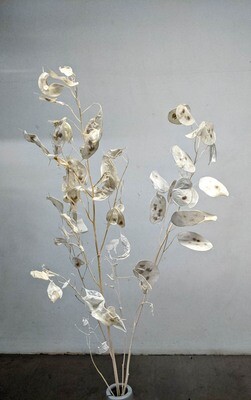 Lunaria, Silberlinge, Silberbatzen Natur