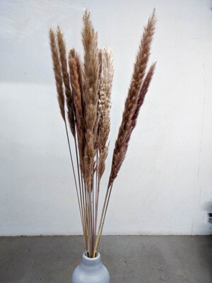Wedelgras Natur