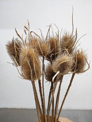 Karden / Distel Natur