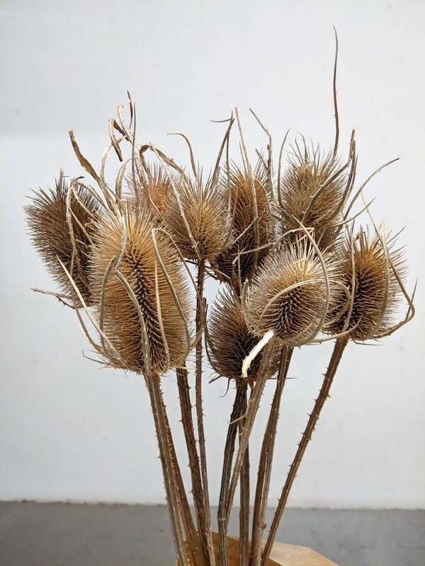 Karden / Distel Natur