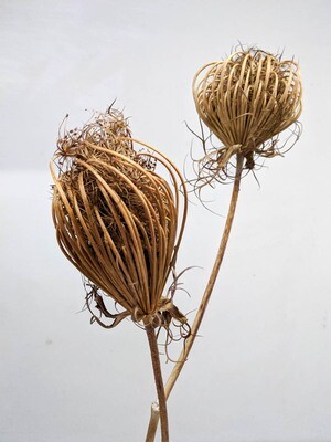 Kerbel Fruchtstand Natur