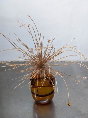 Allium Schuberti grosser Zierlauch Natur