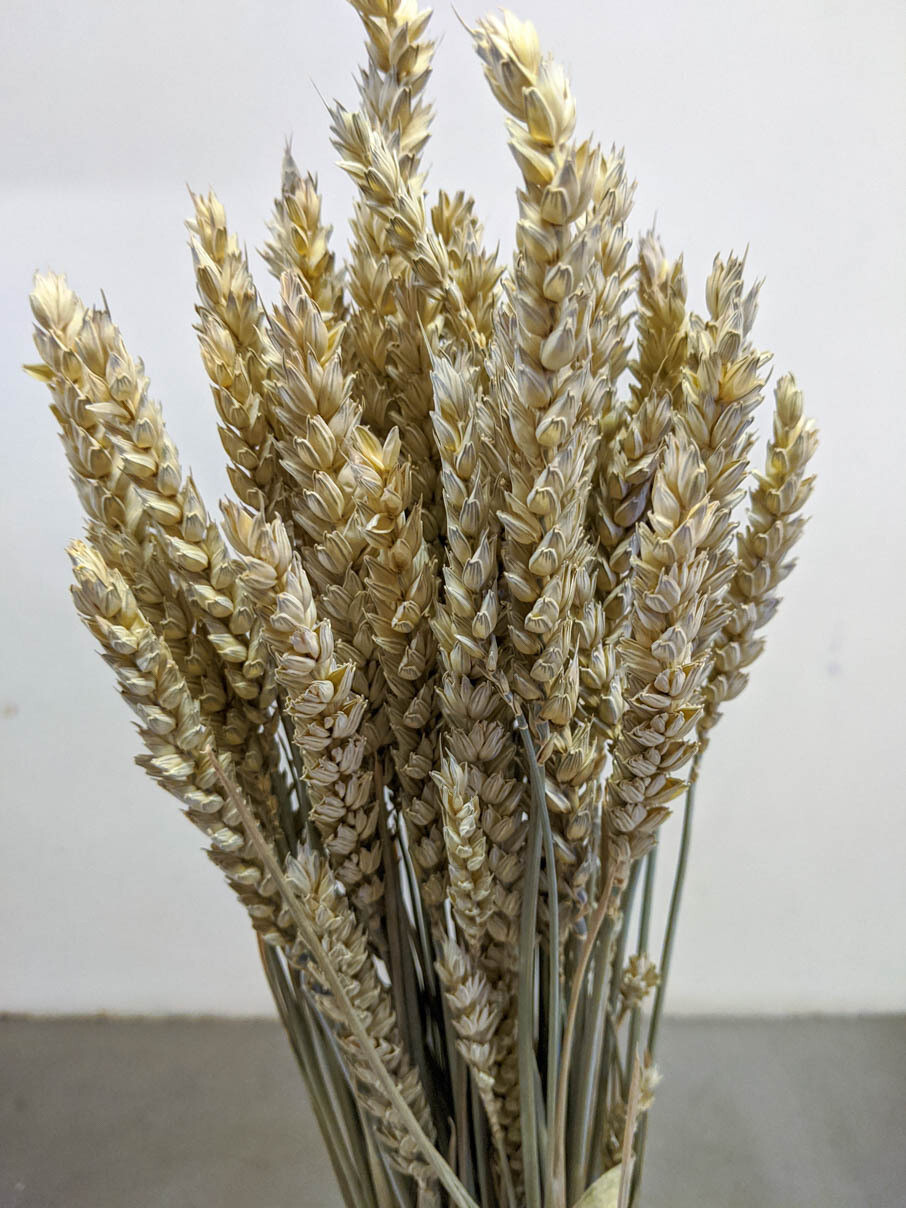 Getreide Bund Weizen / Natur