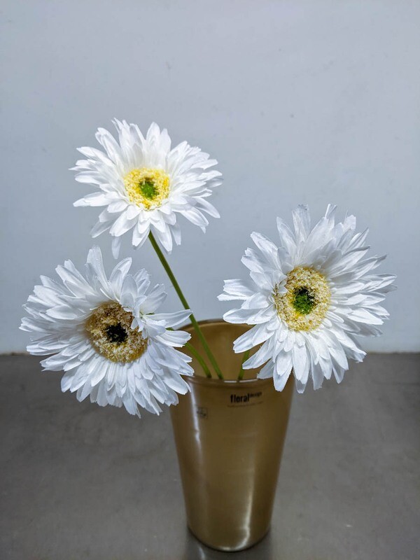 Gerbera  Blüten Seidenblume