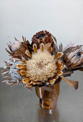 Protea
