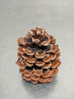 Pinienzapfen, grosser Föhrenzapfen Natur