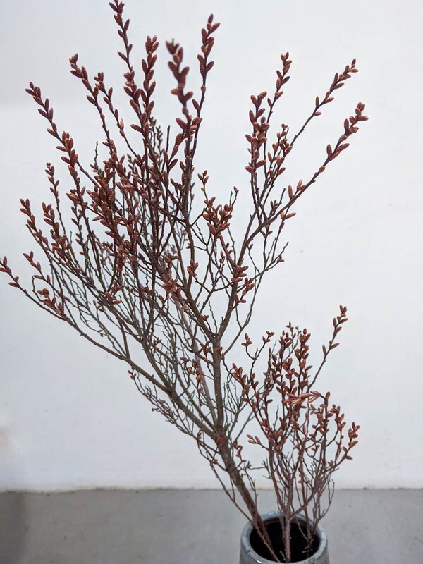 Buchenzweig Natur
