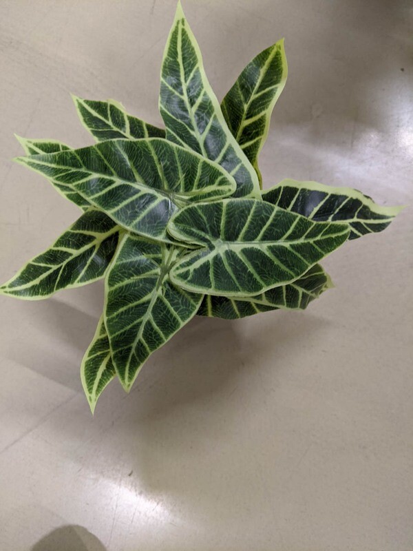 Alocasia Kunstpflanze