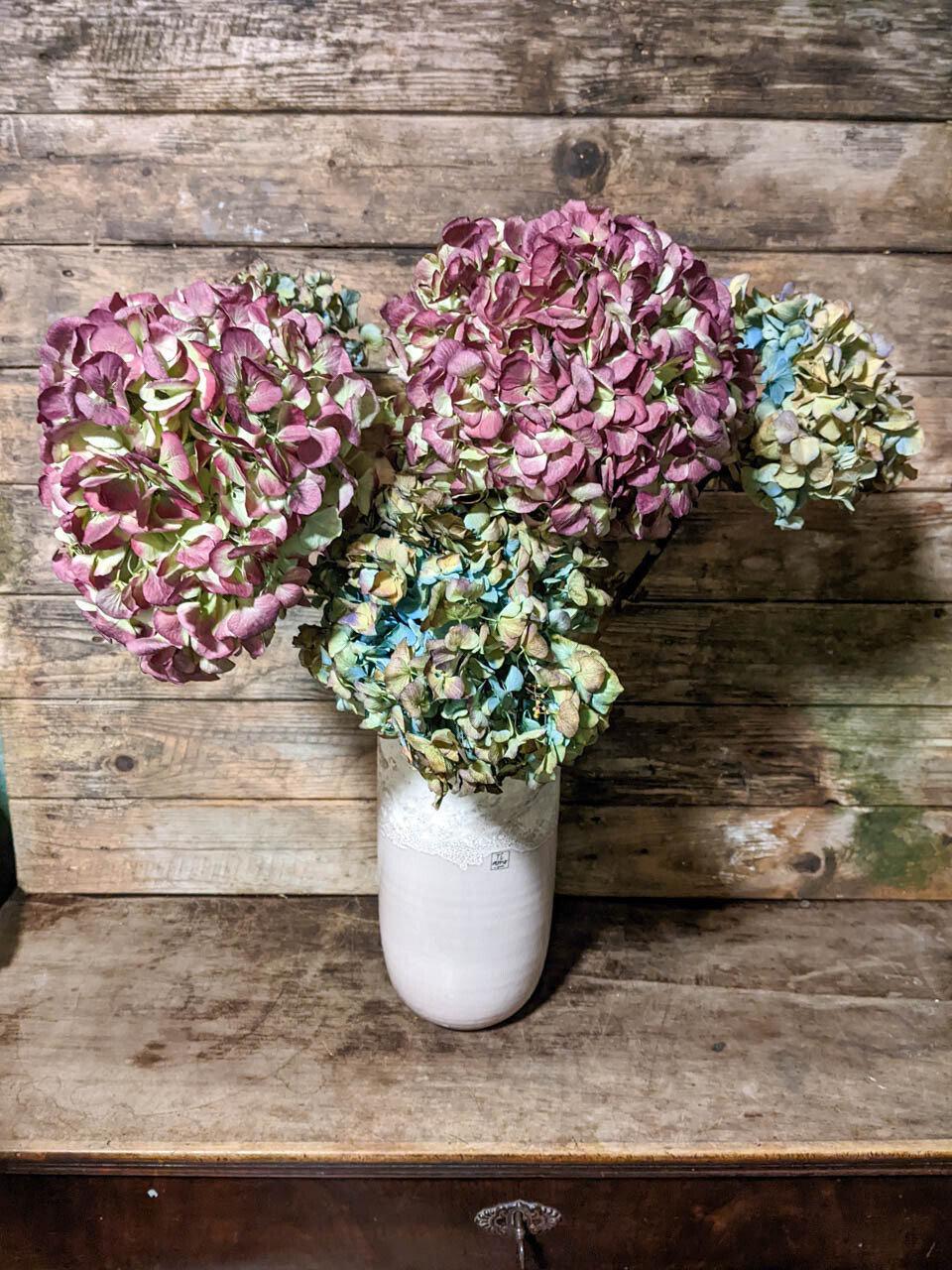Hortensien Blüten Trocken / Natur