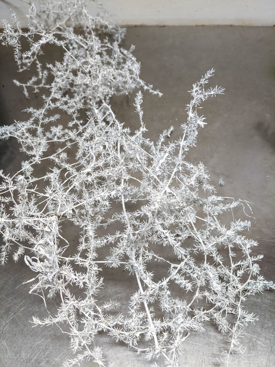 Asparagus Zweig weiss