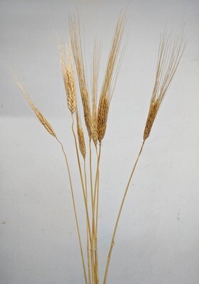 Gerste Hordeum Natur