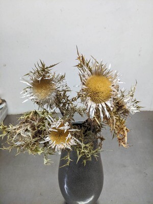 Silberdistel Natur