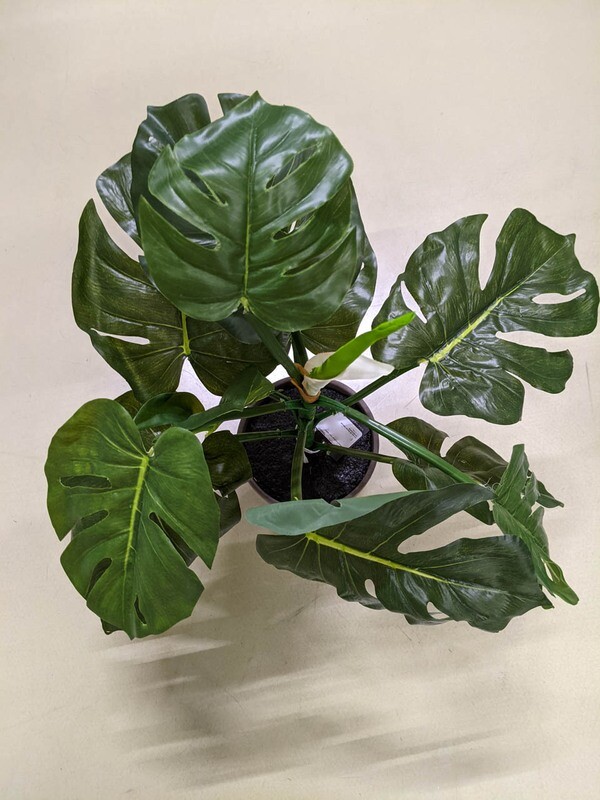 Monstera