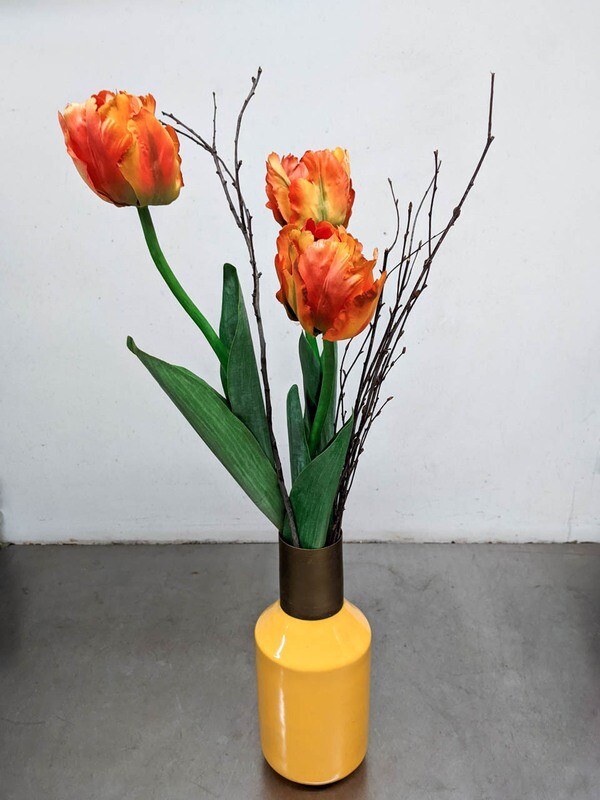 Tulpe