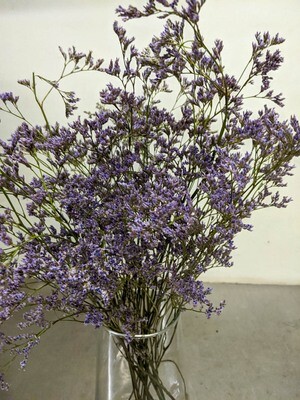 Limonium, Strandflieder Natur