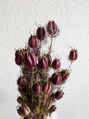 Nigella Jungfern im Grün Natur