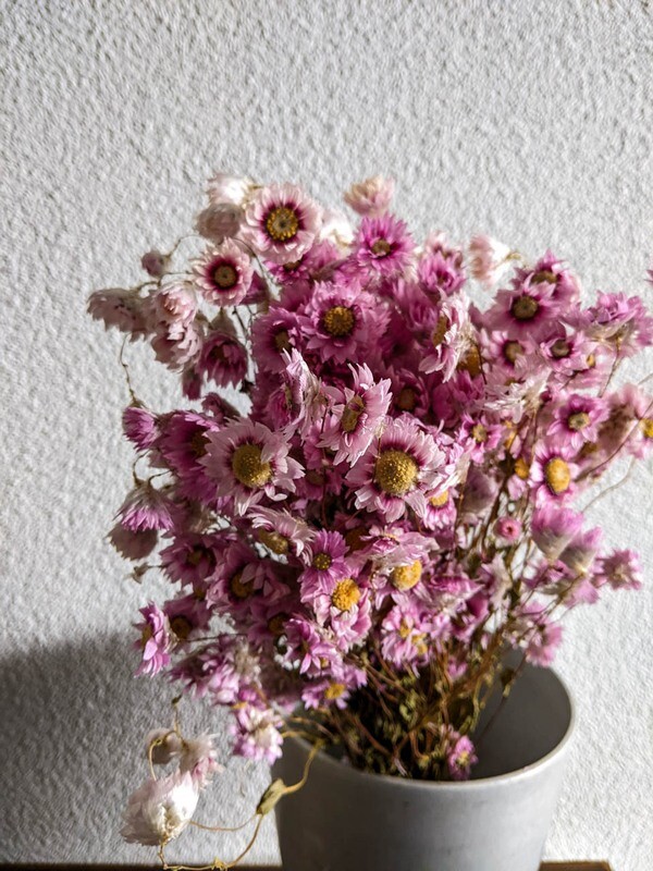 Strohblumen fein