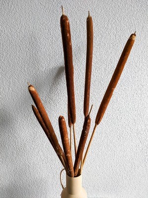 Typha / Rohrkolben Natur
