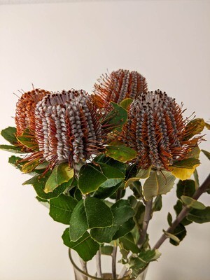 Banksia