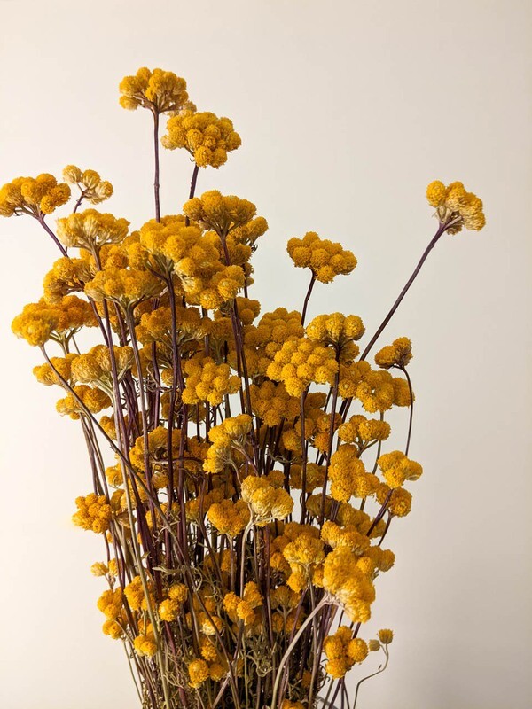 Achillea