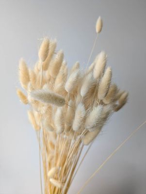 Lagurus Hasenschwanz Hasenohr natur