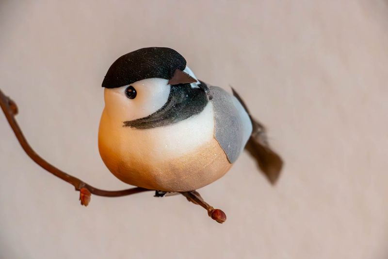Vogel mit Klipp