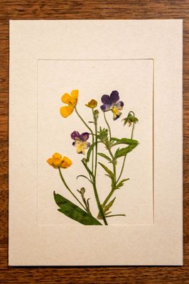 Karten mit gepressten Blumen