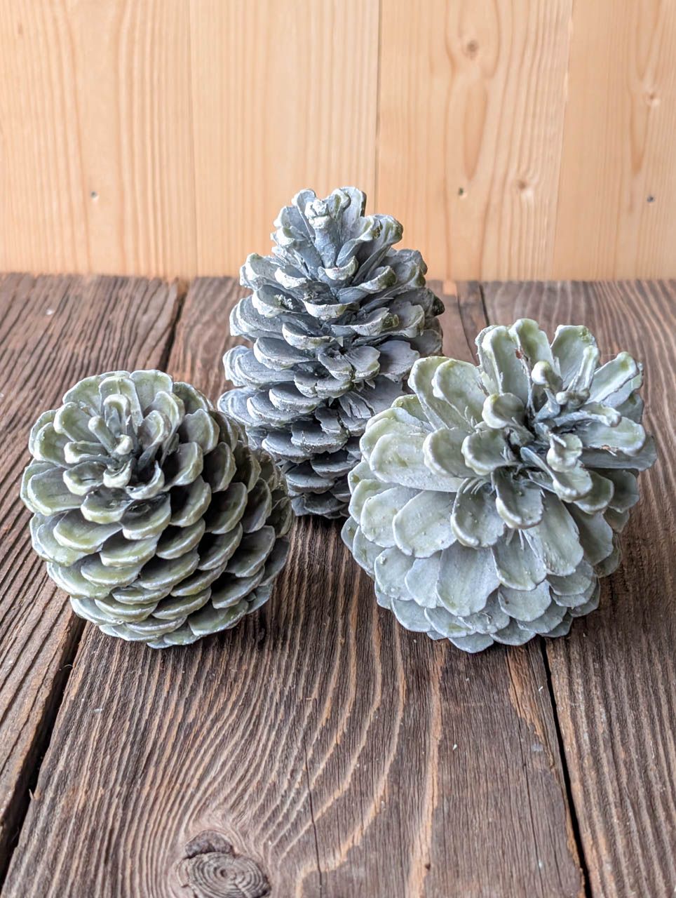 Wachszapfen grünlich