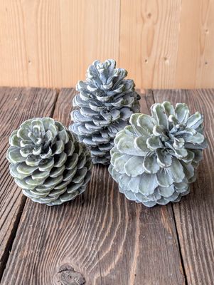 Wachszapfen grünlich