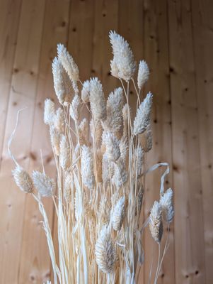 Phalaris Kanariengras