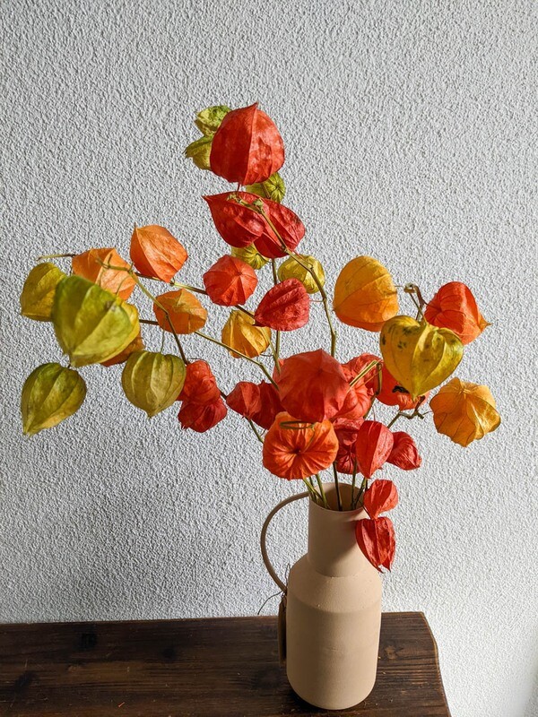 Physalis Lampionblume Natur Schweiz