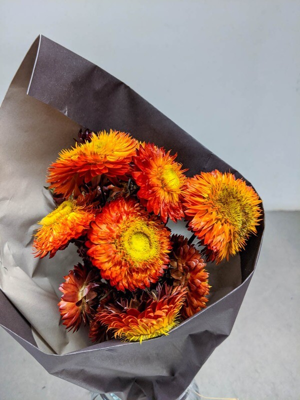 Strohblumen Strohrosen Natur