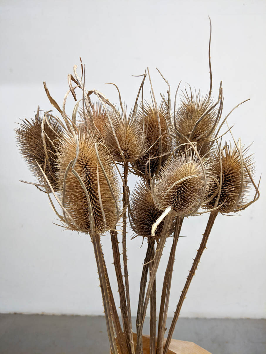 Karden / Distel Natur