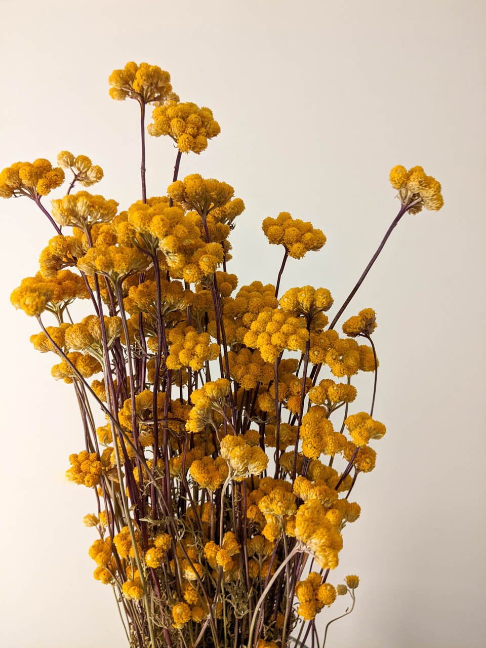 Achillea