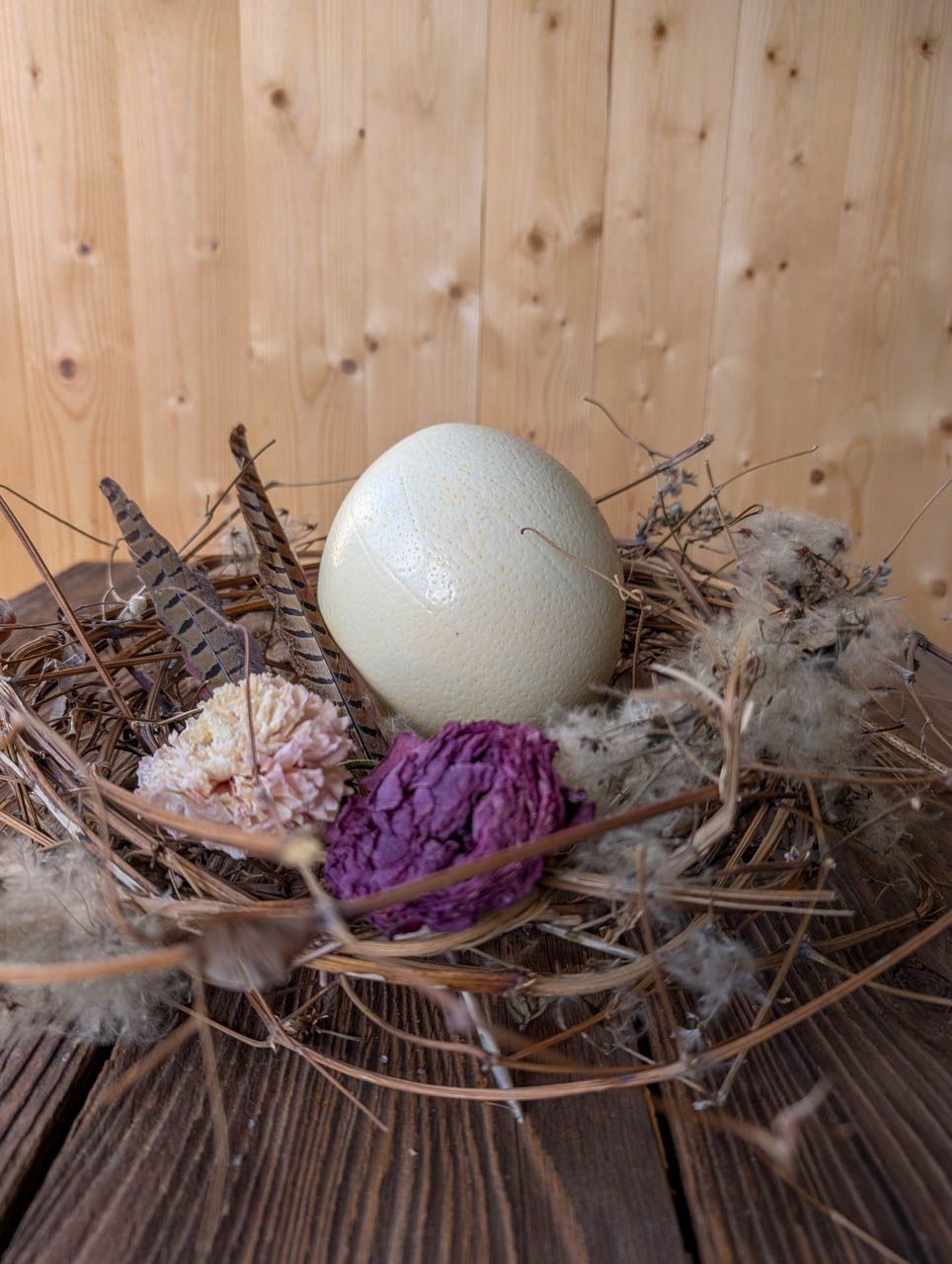 Nest mit Straussenei