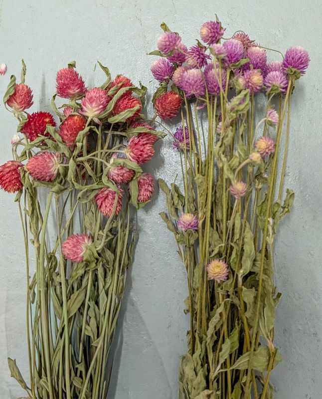 Gomphrena