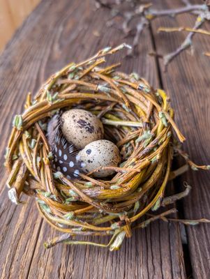 Nest mit Ei