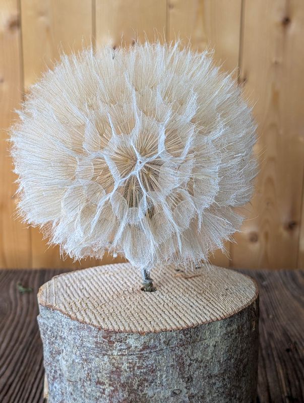 Bocksbart Dandelion gebleicht