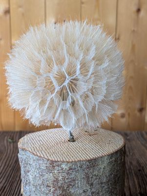 Bocksbart Dandelion gebleicht