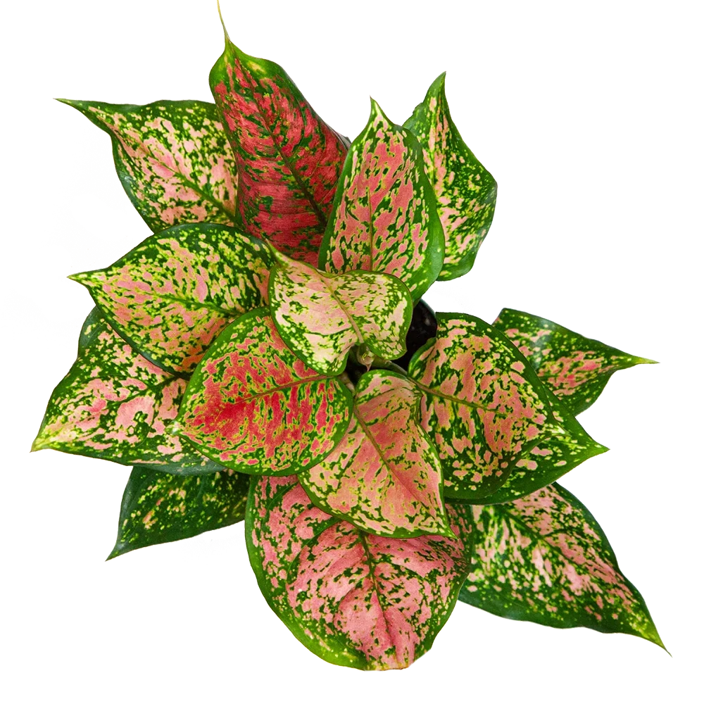 Chinese evergreen 6 Inch Pot