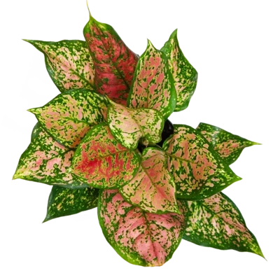 Chinese evergreen 6 Inch Pot