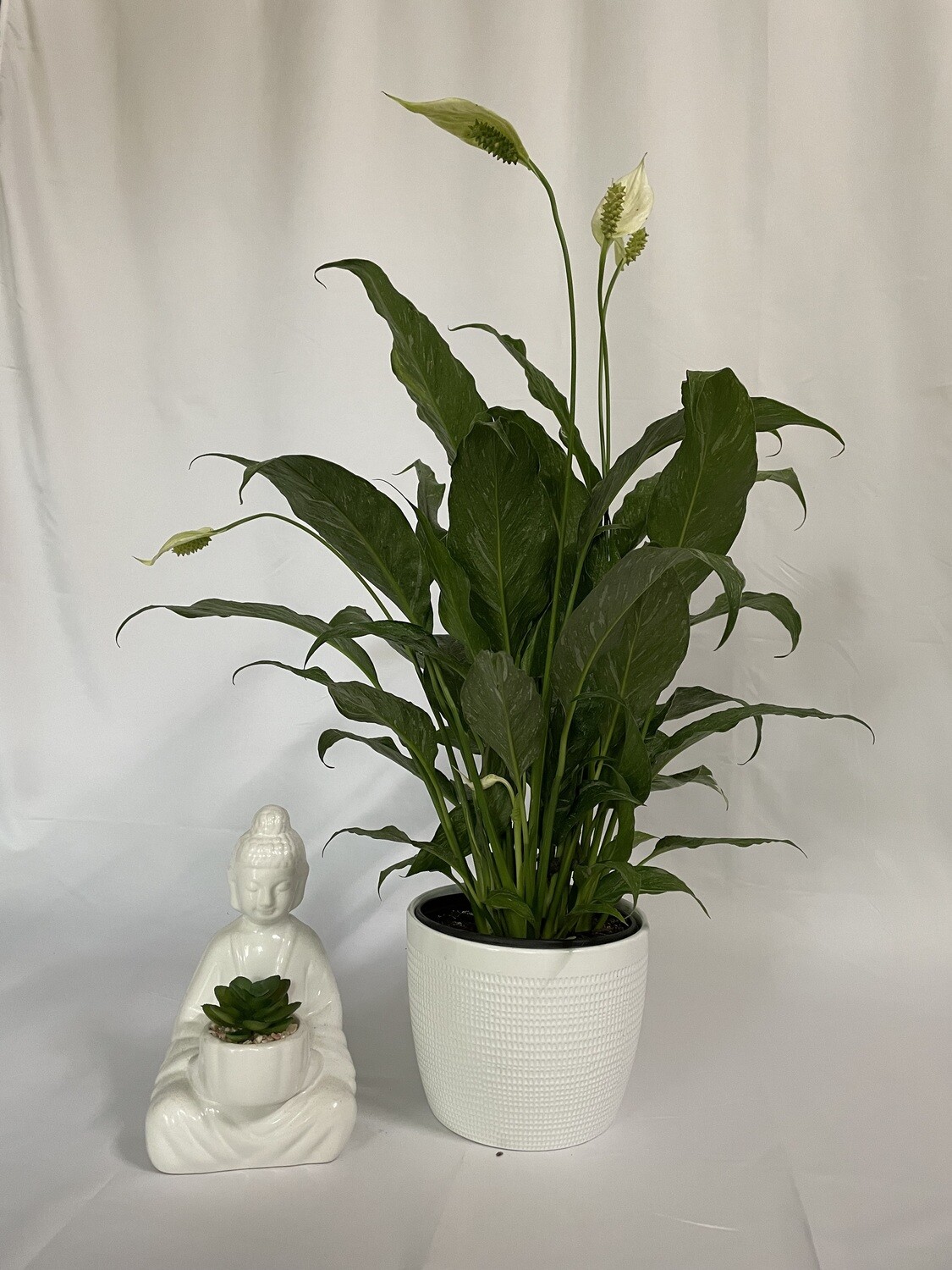 Peace Lily 6 in pot