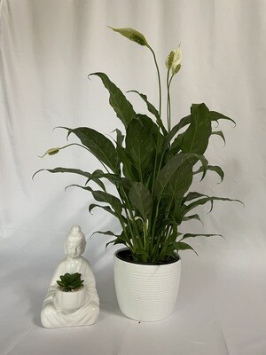 Peace Lily 6 in pot