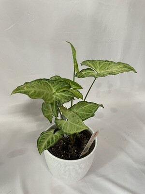 Syngonium, 6 in pot