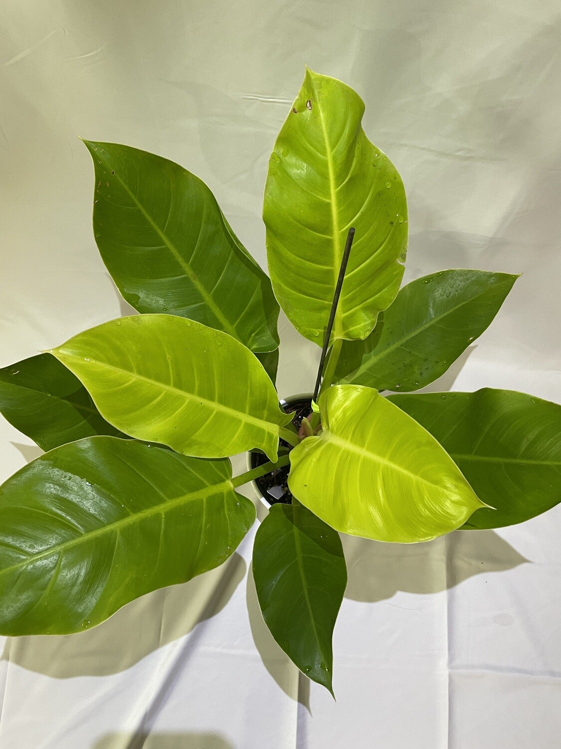 Philodendron Moon light 6 in pot