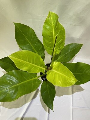 Philodendron Moon light 6 in pot