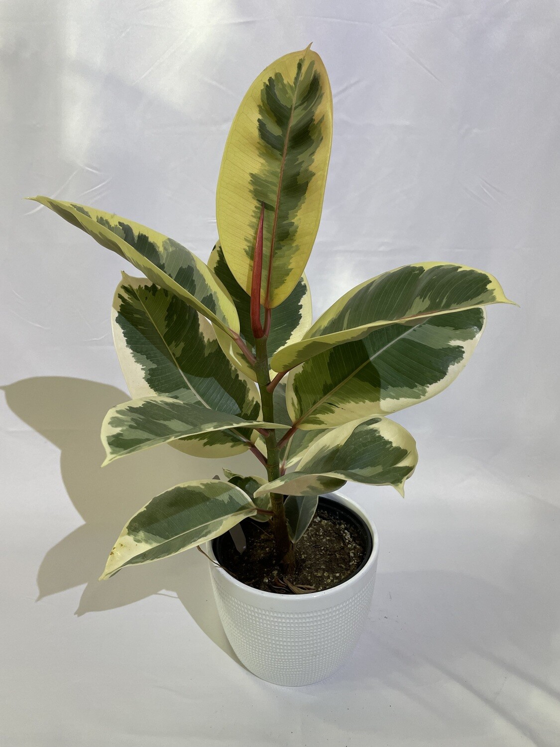Ficus Tineke Variegated 6 in pot