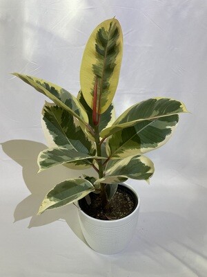 Ficus Tineke Variegated 6 in pot